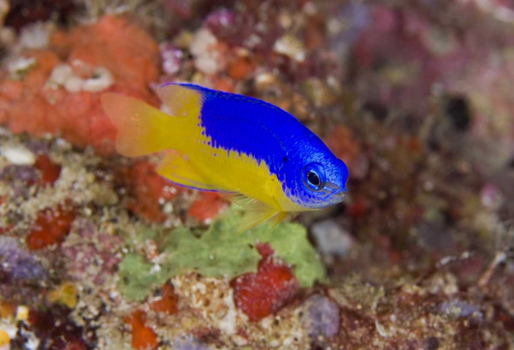 Indonesia Damselfish swims among coral reef